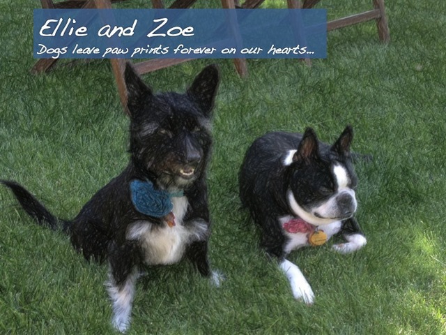 We got our second dog