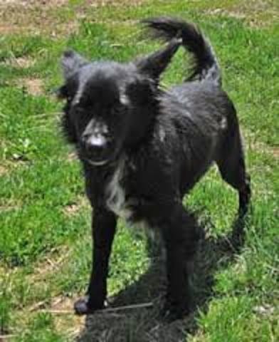 We get our dog named Ellie