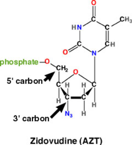 AZT is used to combat AIDS
