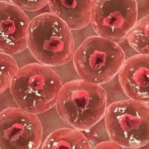 Scientists discover how to use human skin cells to create embryonic stem cells