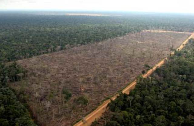 “"Changes In Size Of Deforested Patches In The Brazilian Amazon."