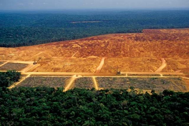 “The Global Impact of Deforestation in Brazil.”