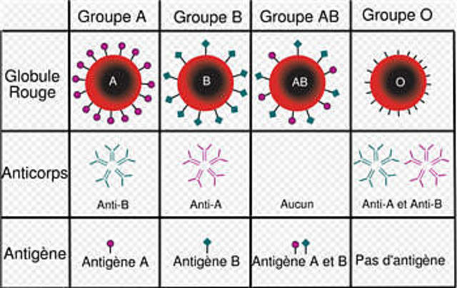 Groupe sanguin : Karl Landsteiner
