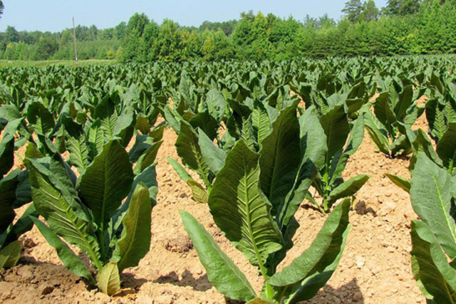 Rolfe perfects tobacco culture