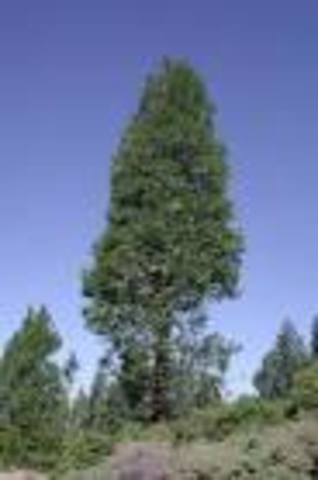 First Use of Incense Cedar in Pencil Manufacture