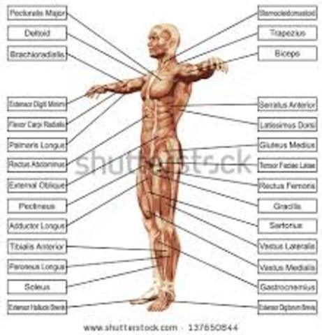 Human anatomical