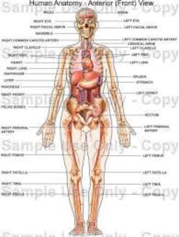 Human Anatomy