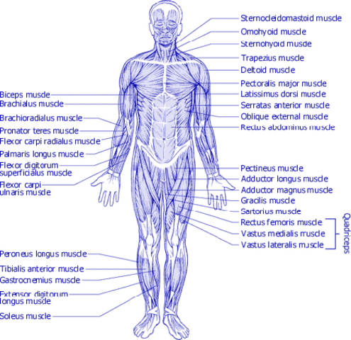 Human anatomy tests began