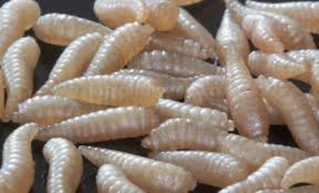 Steve Thomas used sterile maggots for infectious wound treatment