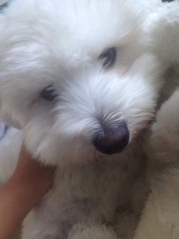 Personal : Got my first dog