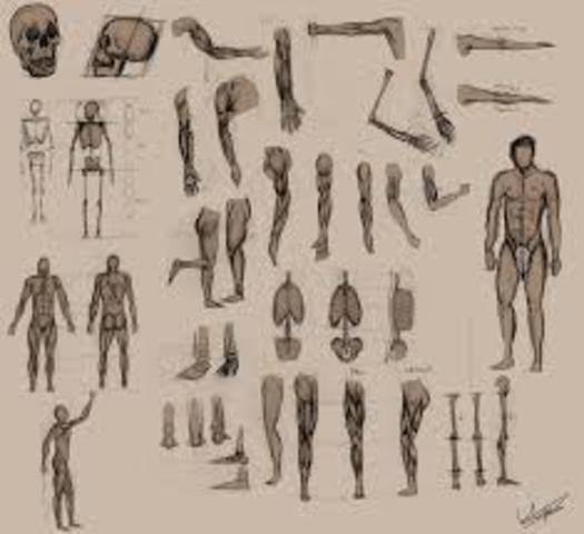 Human anatomical studies allowed