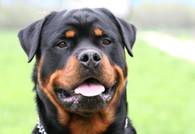 Rotweiler