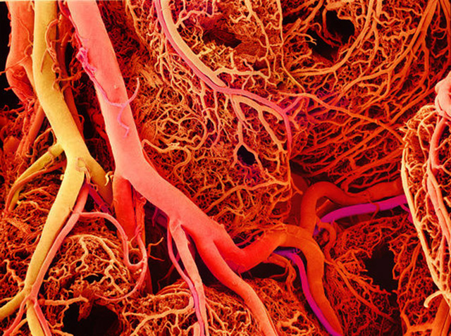 Biopronted Blood Vessels