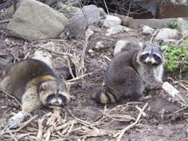 First trapping season