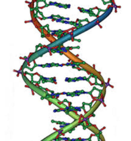 First draft of human genome