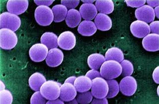 Robert Koch- discovery of pathogens