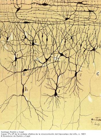 Teoría neuronal de Ramón y Cajal