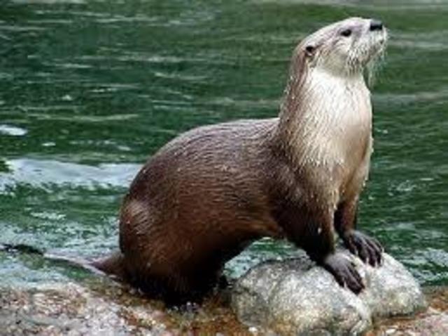 Japanese River Otter