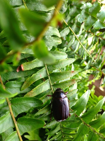 Every bug is needed!