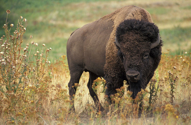Bison Preservation