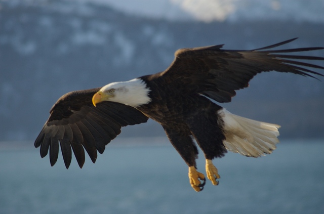 Bald Eagle Preservation Act
