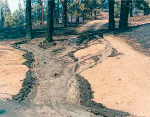 the Soil Conservation and Domestic Allotment Act