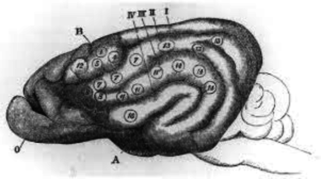 Marie-Jean Pierre Flourens  con su descubrimiento de la actividad nerviosa superior.