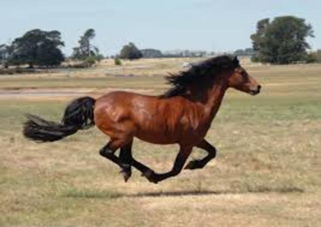 Creation of Motion Pictures