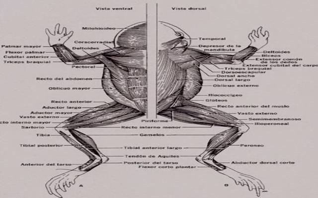 Hermman L. von Helmholtz Investigó la velocidad y conducción del impulso nervioso