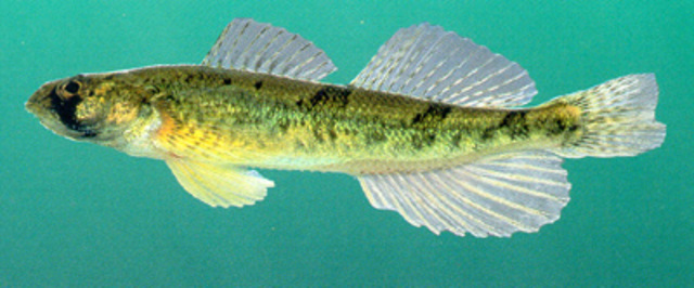 Tennessee Valley Authority v. Hill