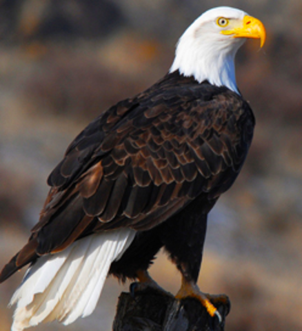 Bald Eagle Preservation Act