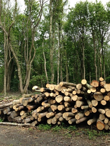 Pennsylvania colony governor William Penn ordered colonists to conserve one tree for every five cut down