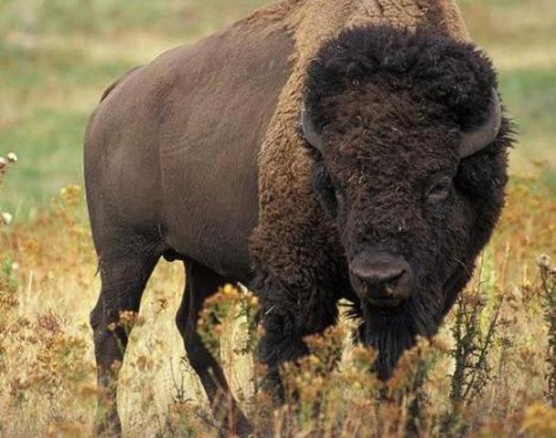 Roosevelt suggested to protect the bison species