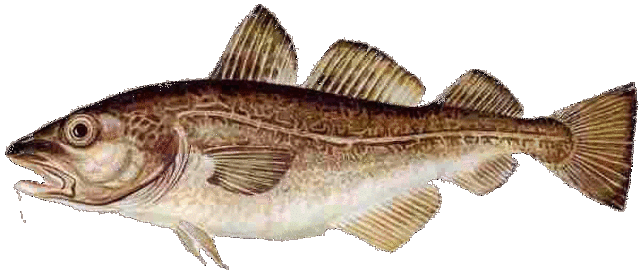 History of the Cod Fishery