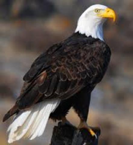 Congress passed the Bald Eagle Preservation Act