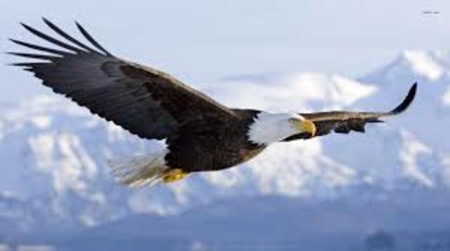 Congress passed the Bald Eagle Preservation Act