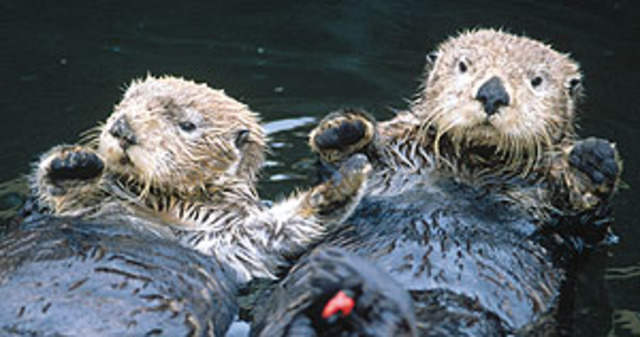 The Oil Pollution Act