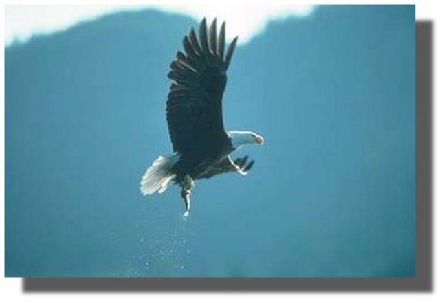 Bald Eagle Protection