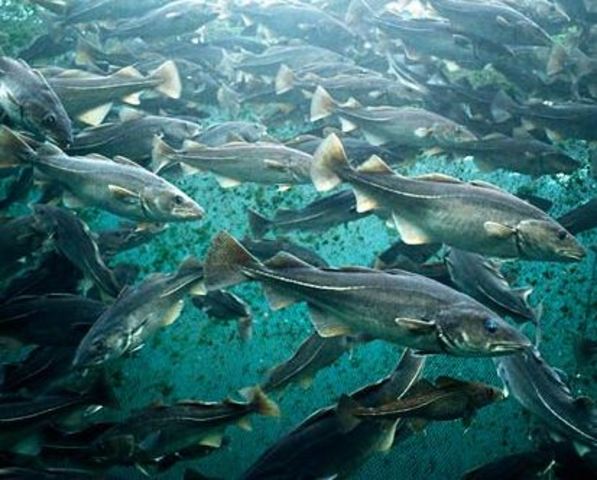 John Cabot finds Cod Fish