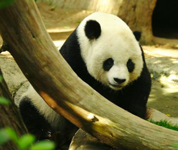 Endangered Species Act