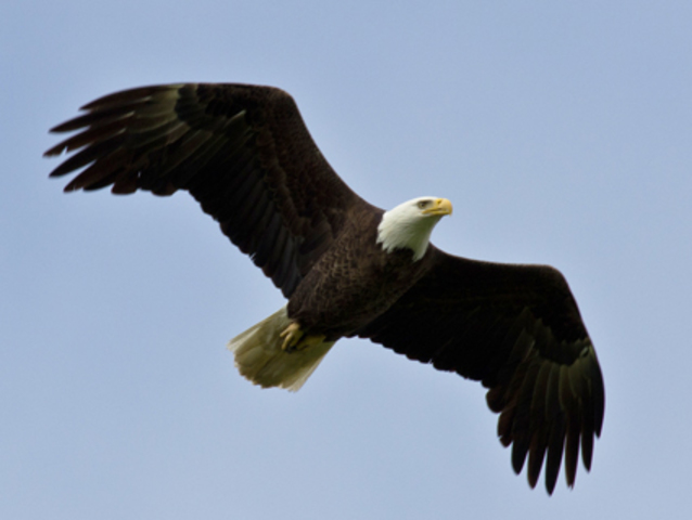 The Bald Eagly preservation Act