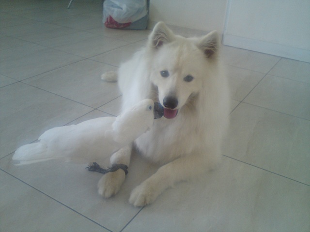 קיבלתי את הכלב שלי לאקי ואת התוכי