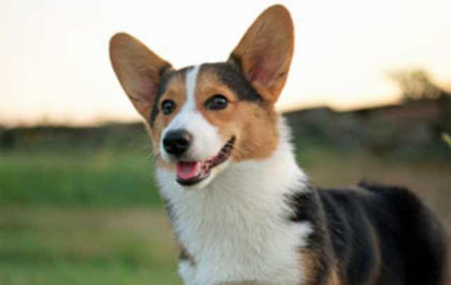 USSR launches Sputnik 2 which carried a dog