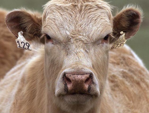 "Thatcher, Thatcher, milk snatcher!"