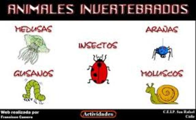 ANIMALES INVERTEBRADOS