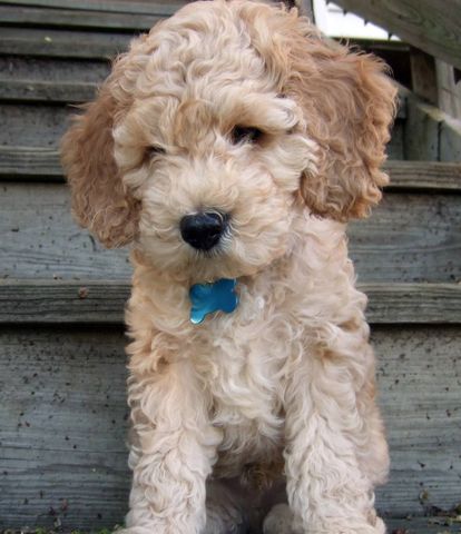 Brother Got A New Dog