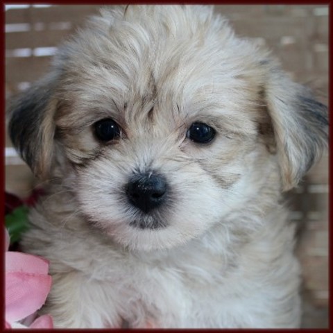 A new member of the family