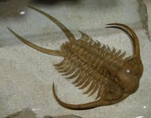 Cambrian Period