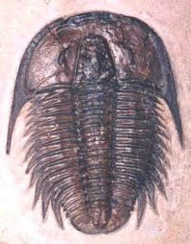 Cambrian.(570-500mya)