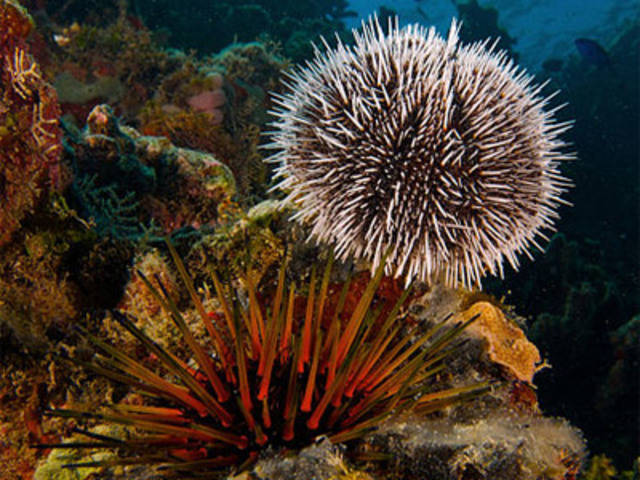 Ordovician Period-500-435 MYA